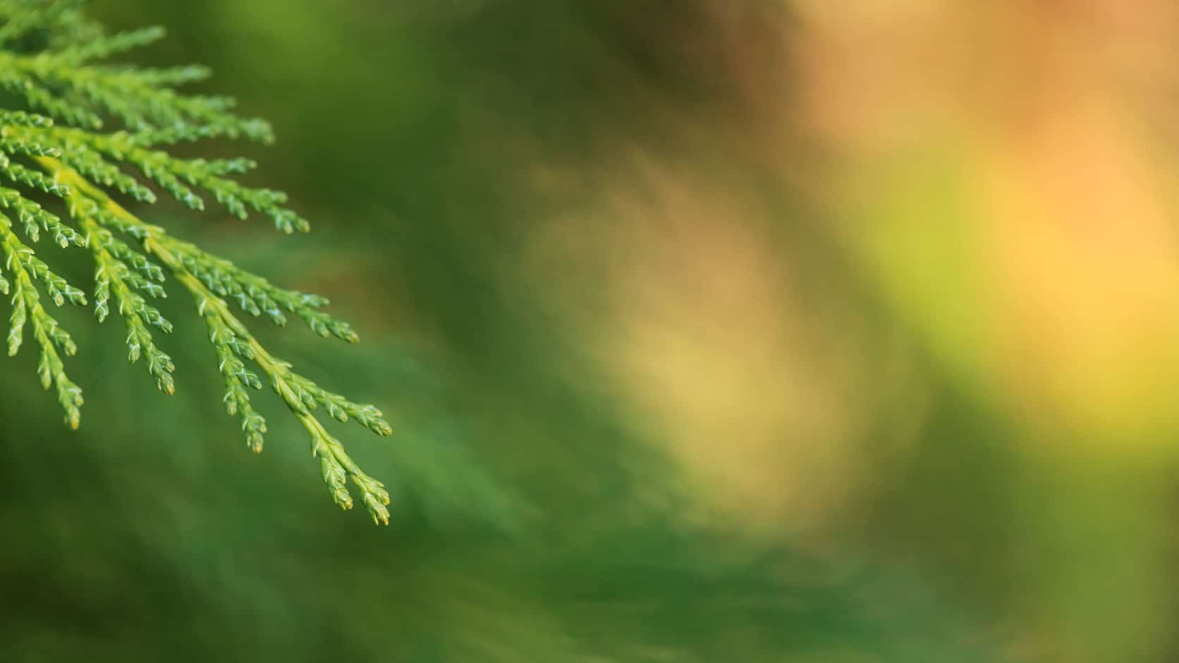 How to Create Evergreen Content (And Keep It That Way)